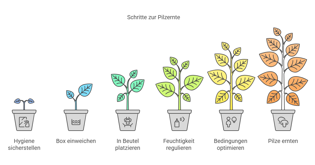 Schritte zur Pilzernte